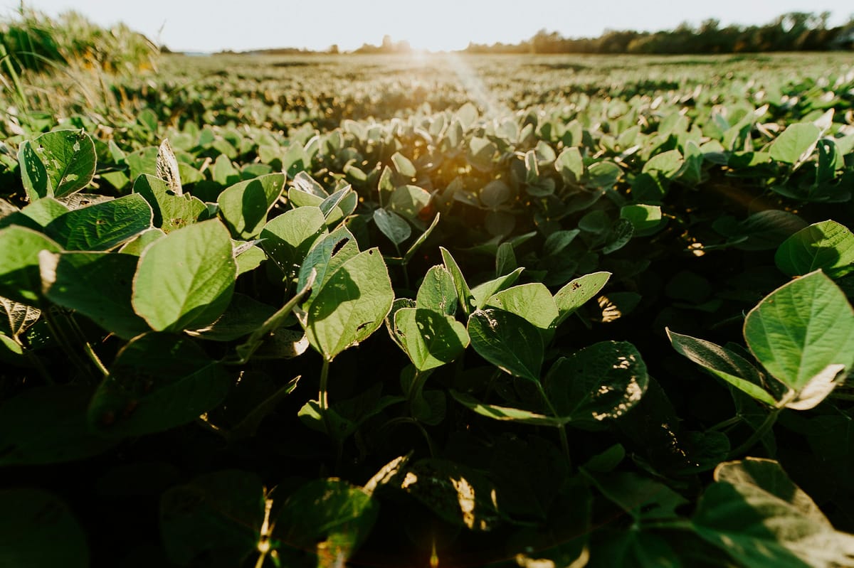 The Silent Harvest: China’s Soybean Split